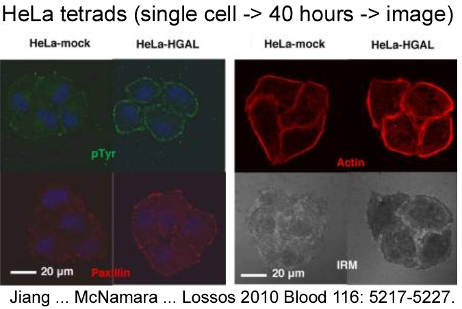 HeLa tetrads